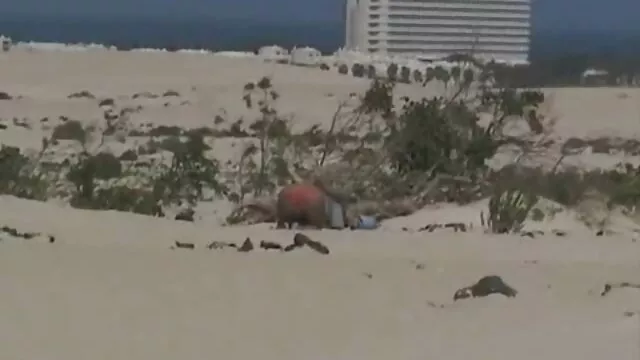 Pornografia sensual sem registo.  Depois de ver muita cara na cara puta videozinhos pornos